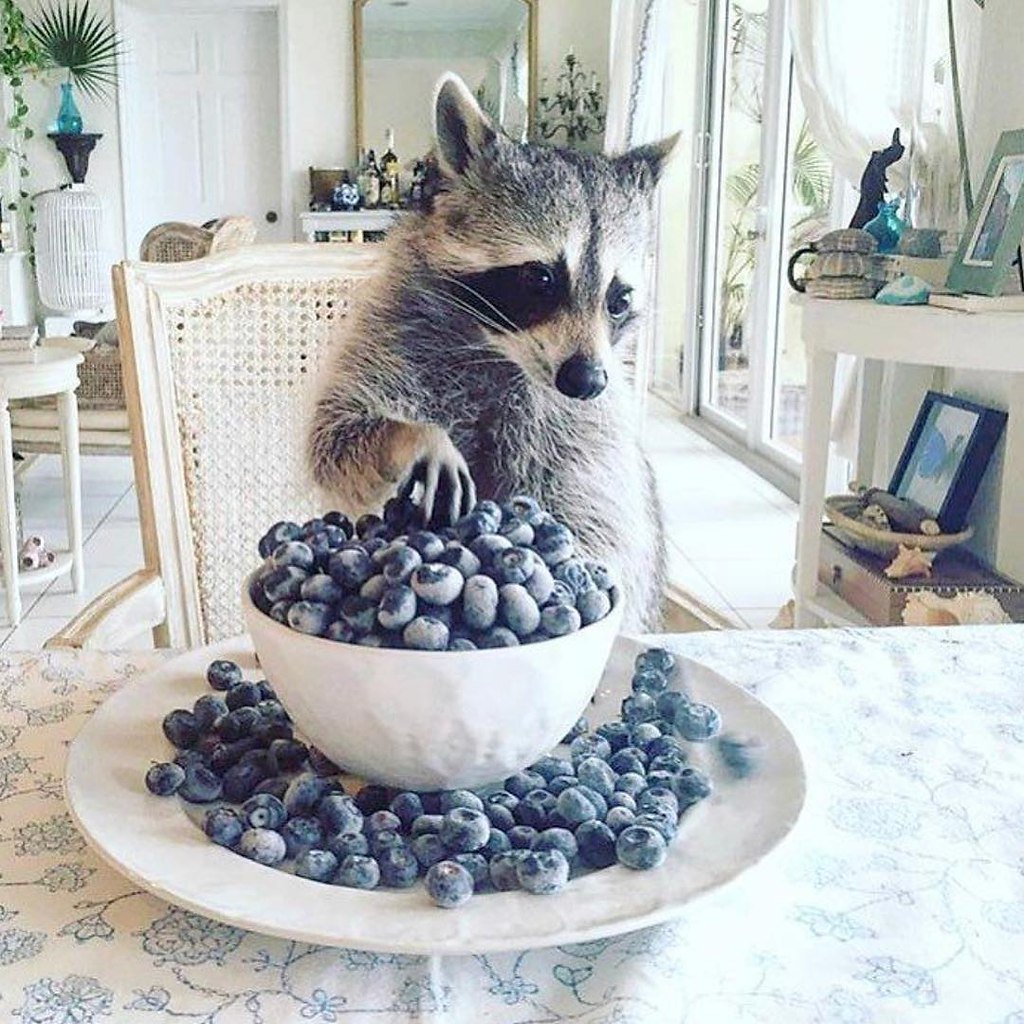 Енот Рокки