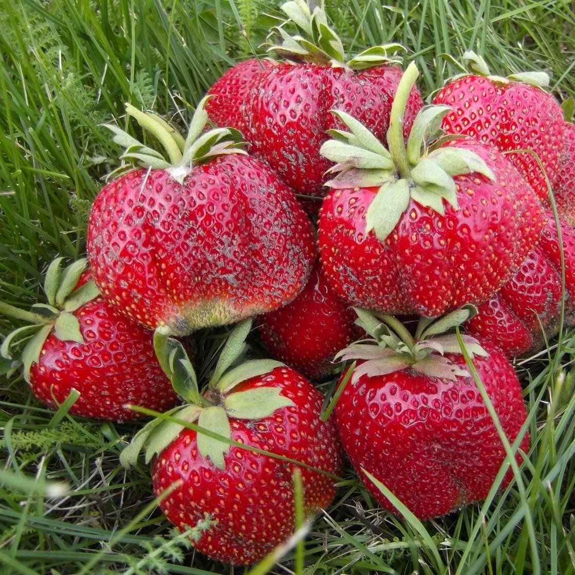 Мармолада Онебор