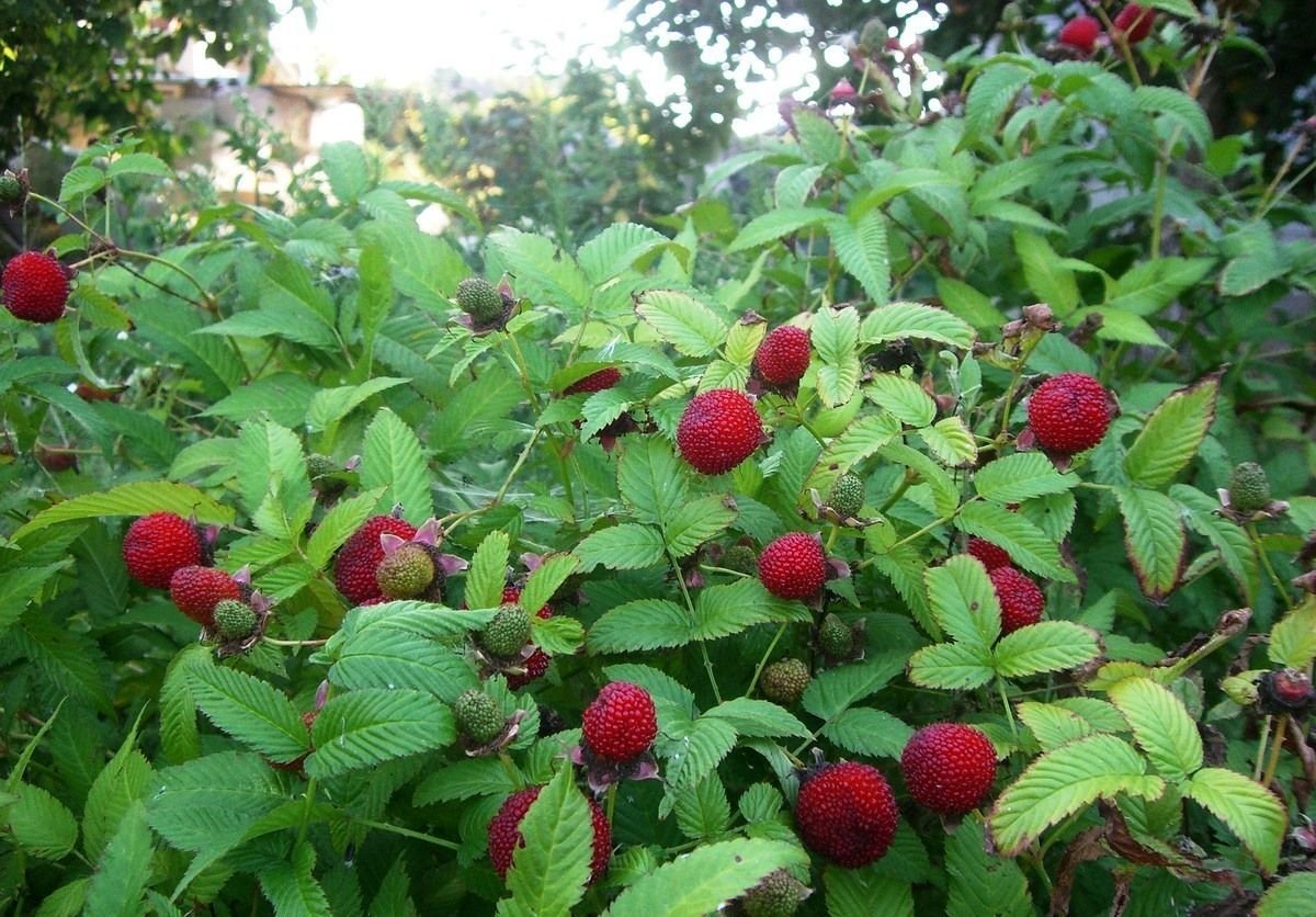 Земляничная малина