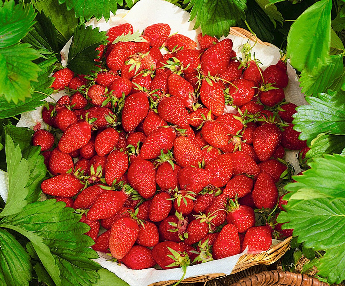Земляника безусая купить рассаду