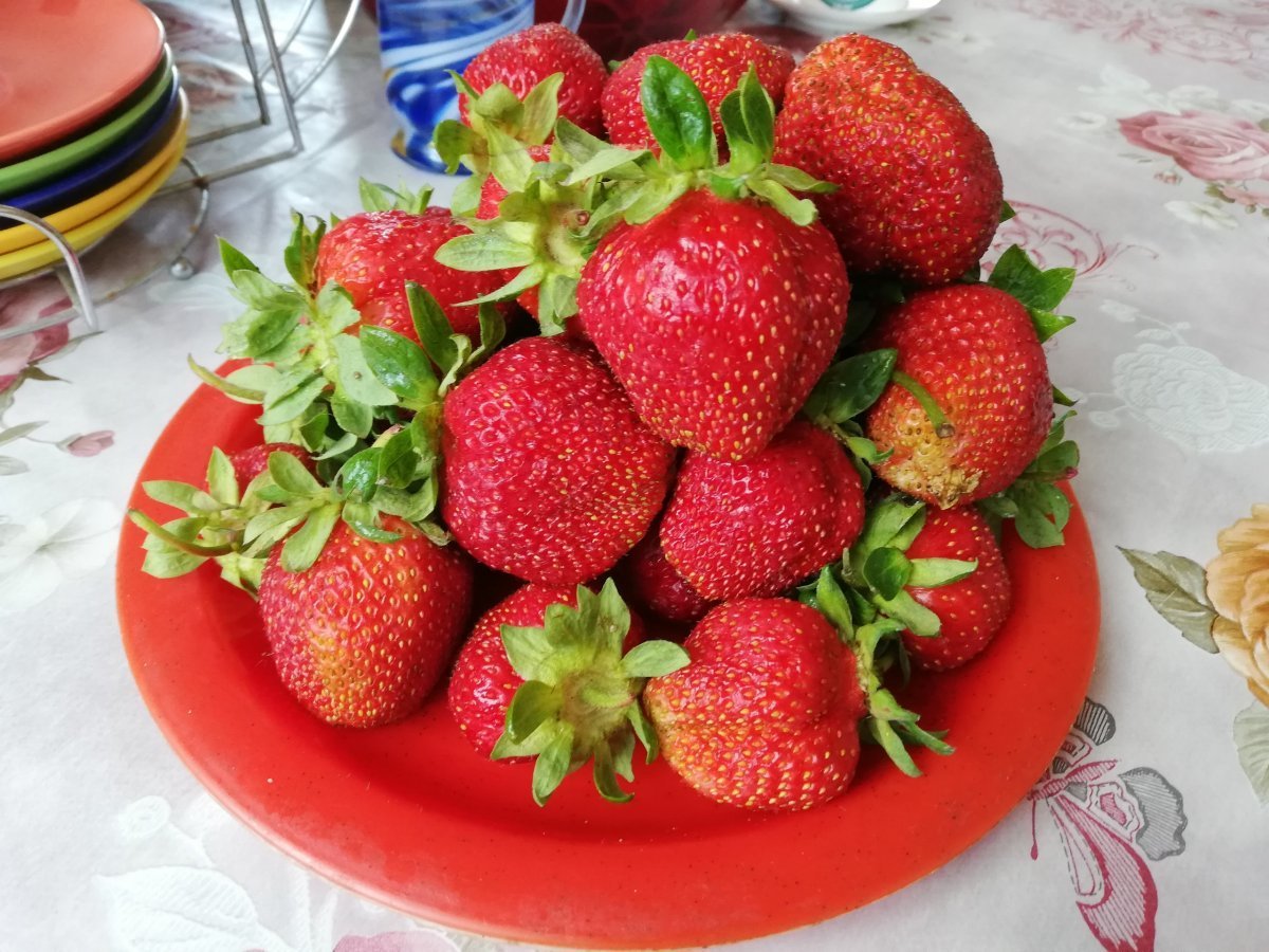 Земляника Золотая Полянка