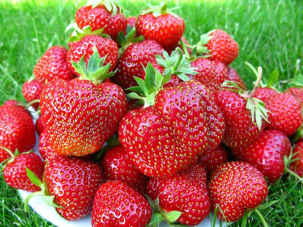 Клубника Марисоль