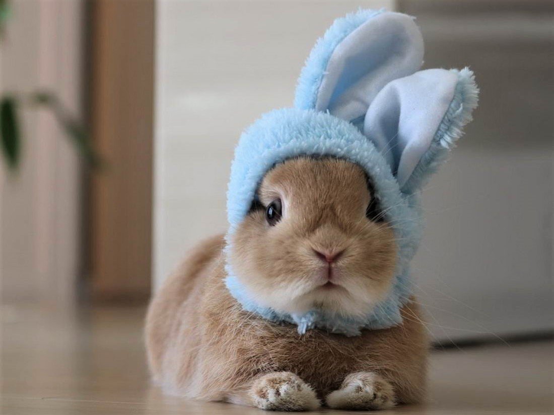 Кролик в костюмчике