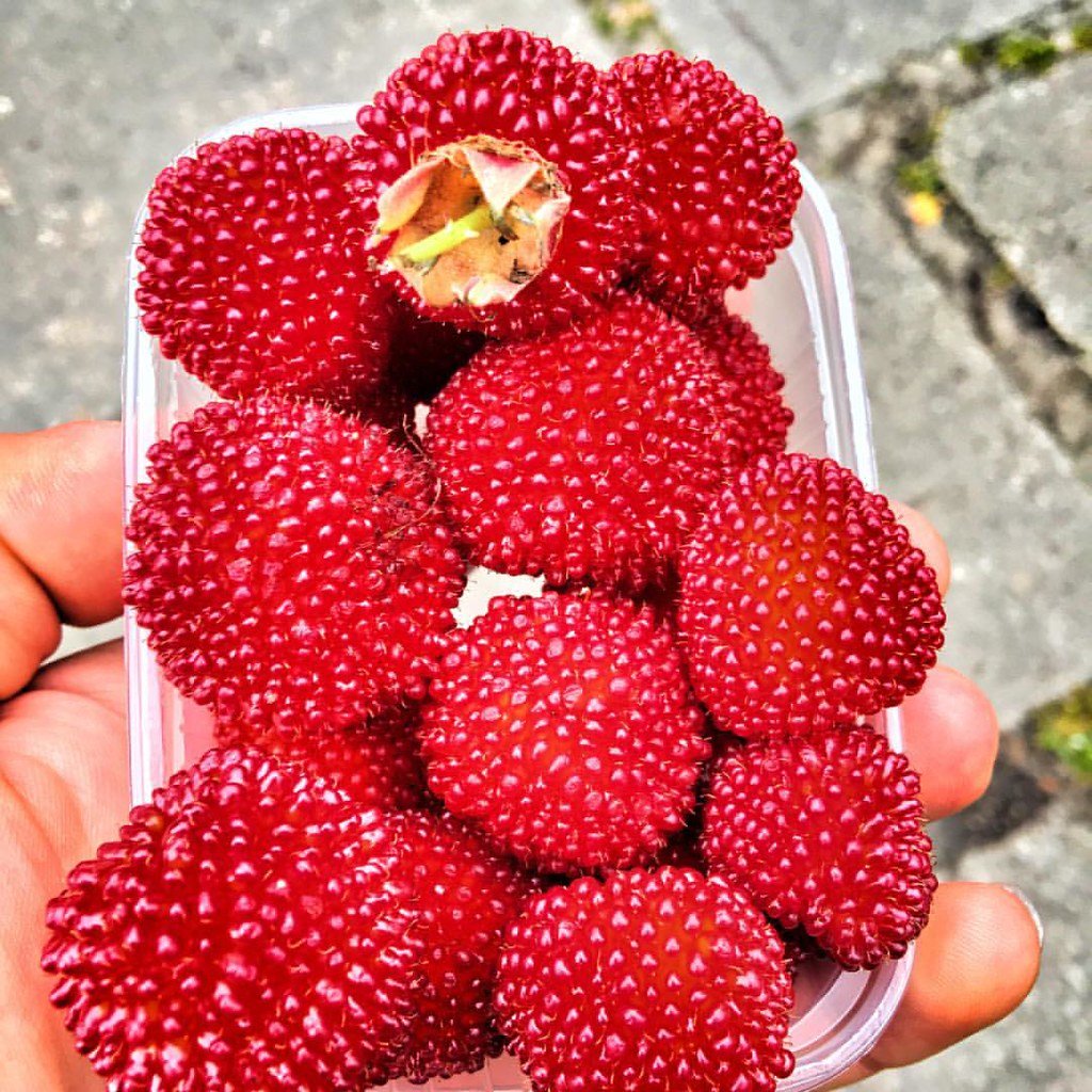 Малина Рубус Земляничная
