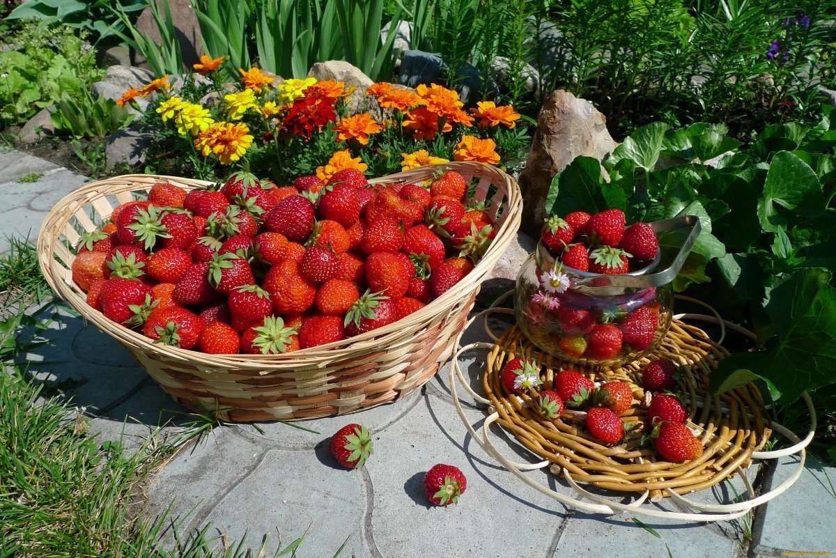Клубника моллинг аллюр