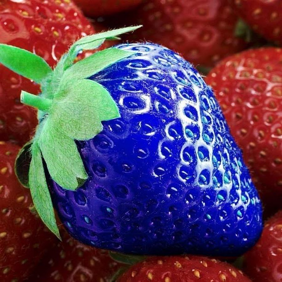 Сорт клубники Изабелла
