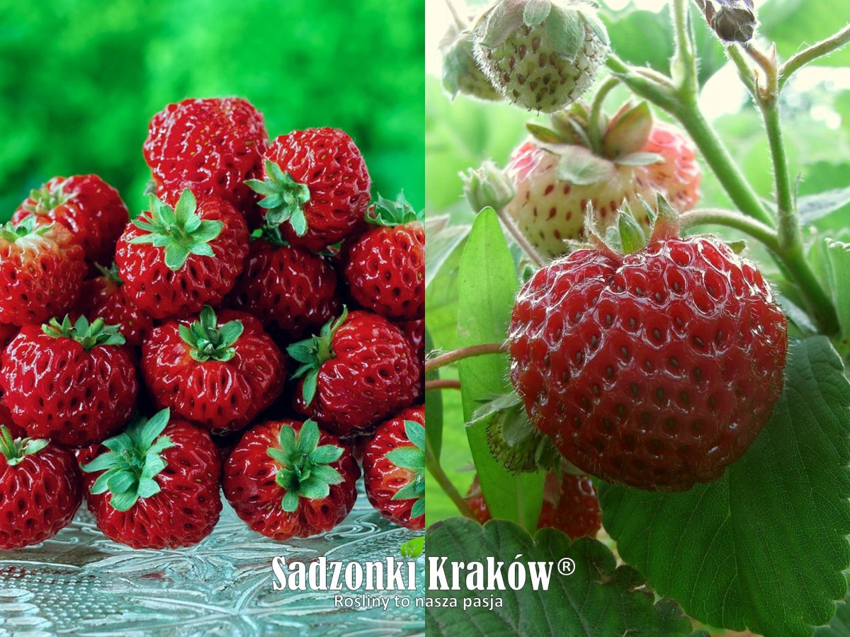 Клубника Фрамберри