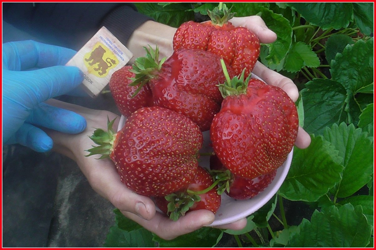 Дачная клубника