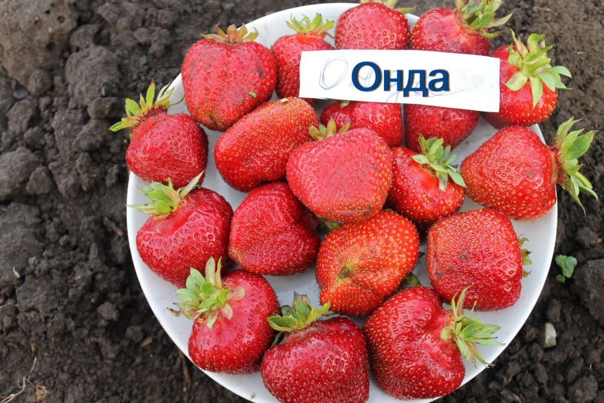 Листья клубники