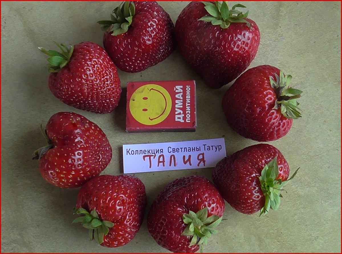 Клубника талия