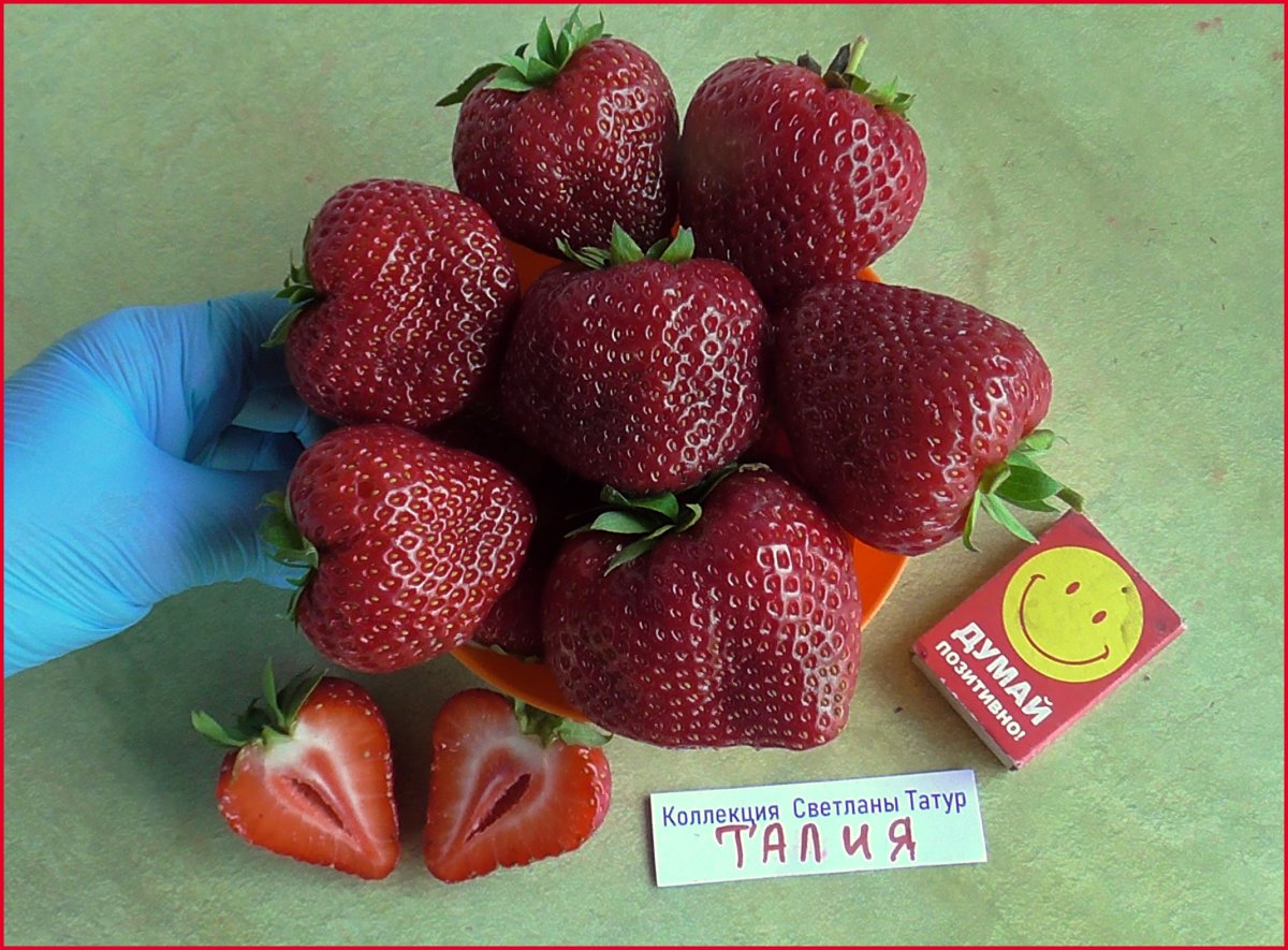 Клубника талия