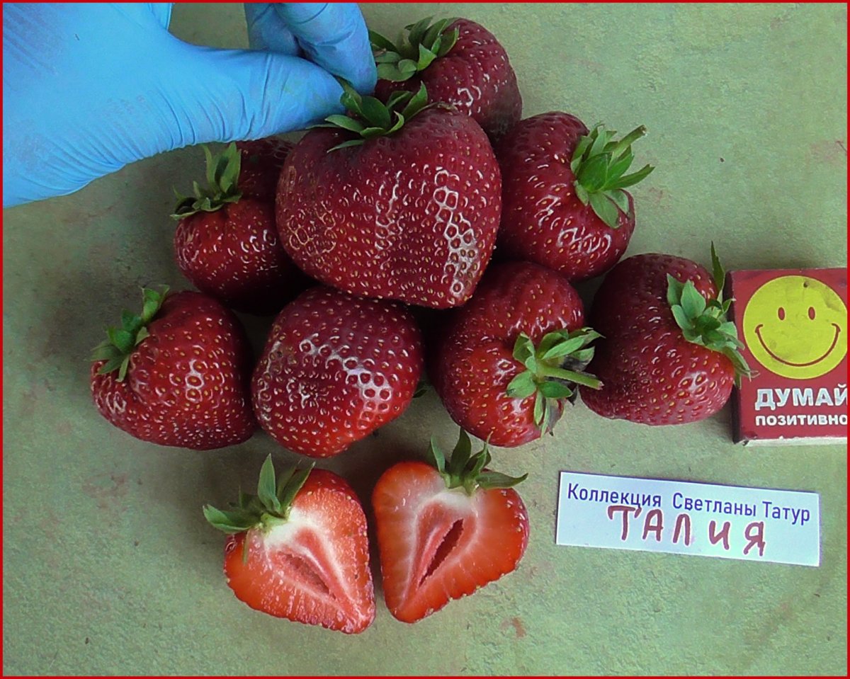Клубника талия
