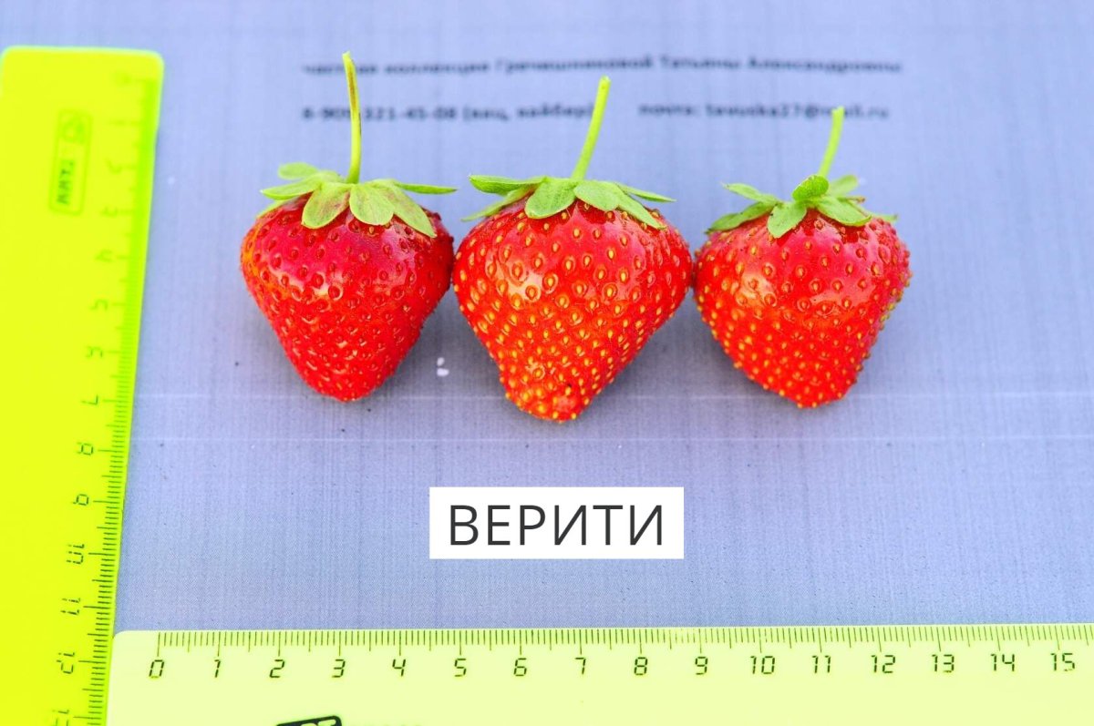 Земляника Садовая Верити