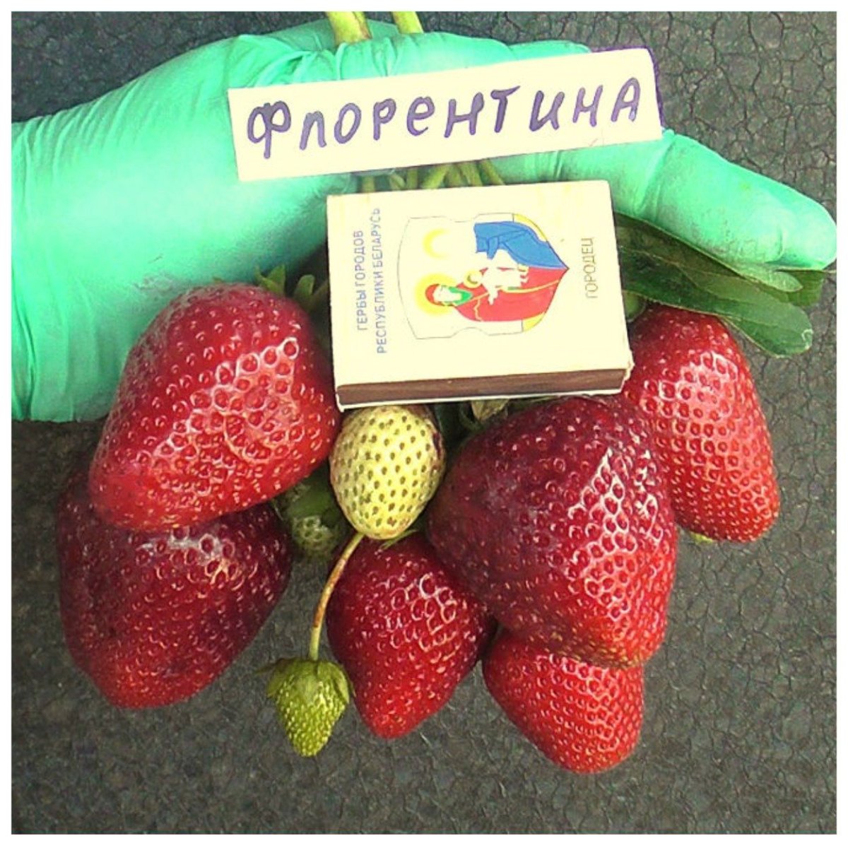 Сорт клубники комсомолка