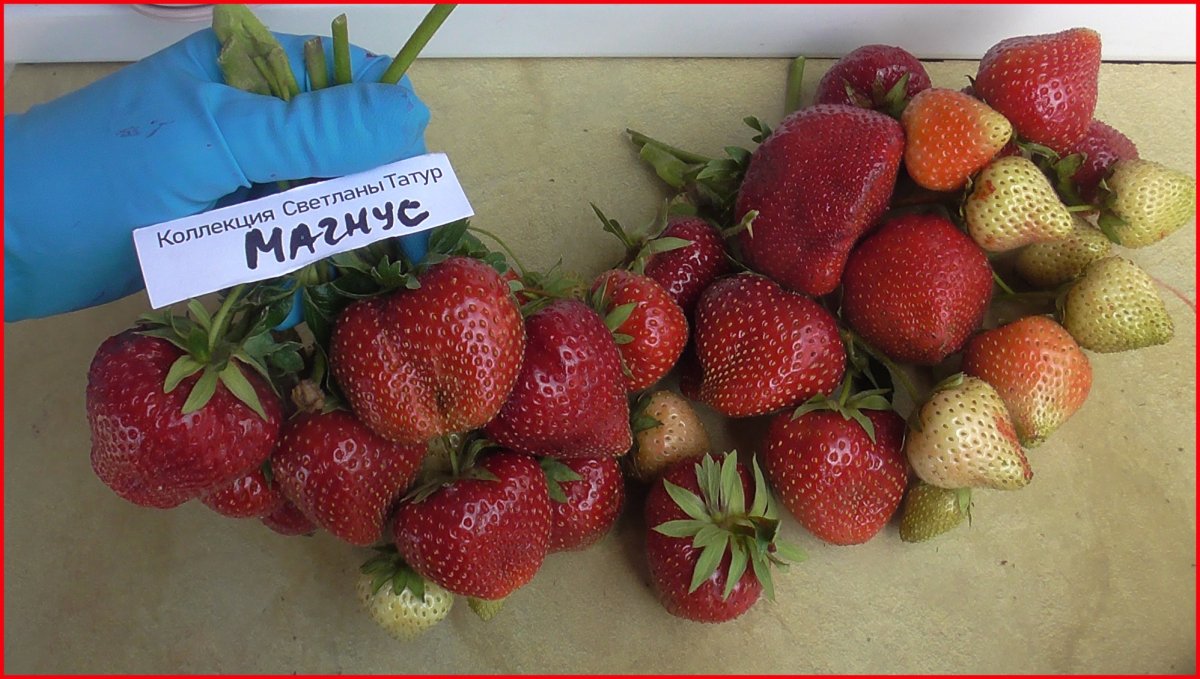 Сорт клубники Магнус