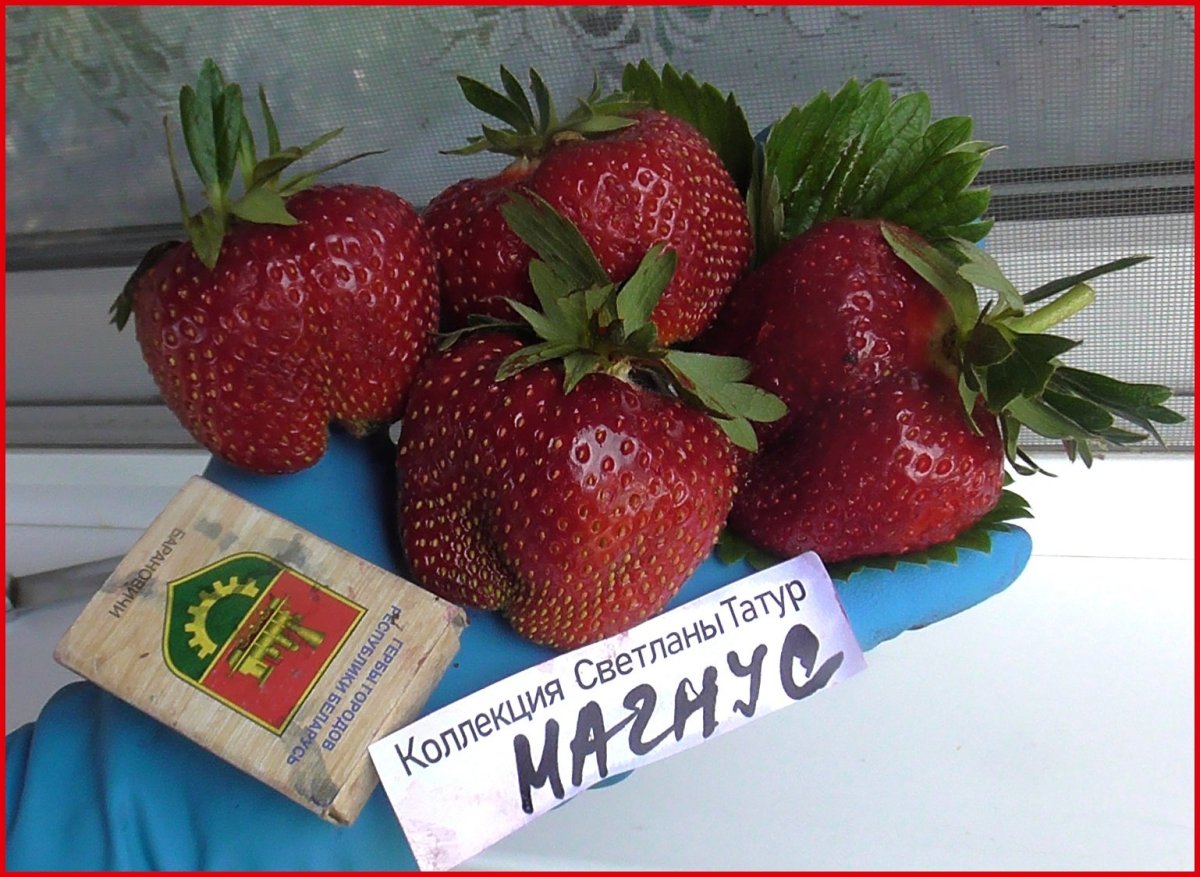 Сорт клубники Магнус