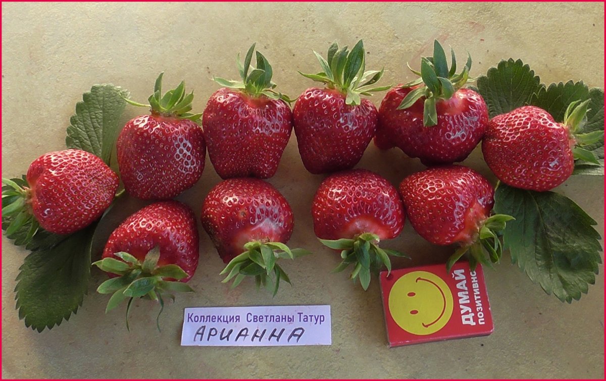 Nl5 сорт
