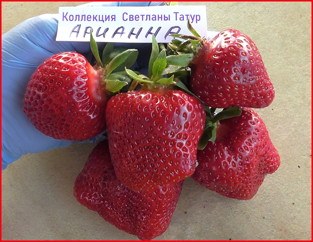 Земляника сорт Арианна