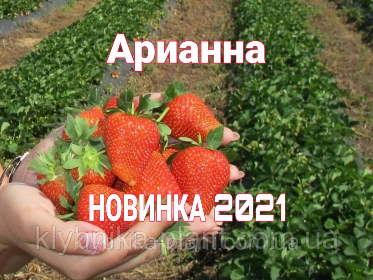 Клубника в руках девушки