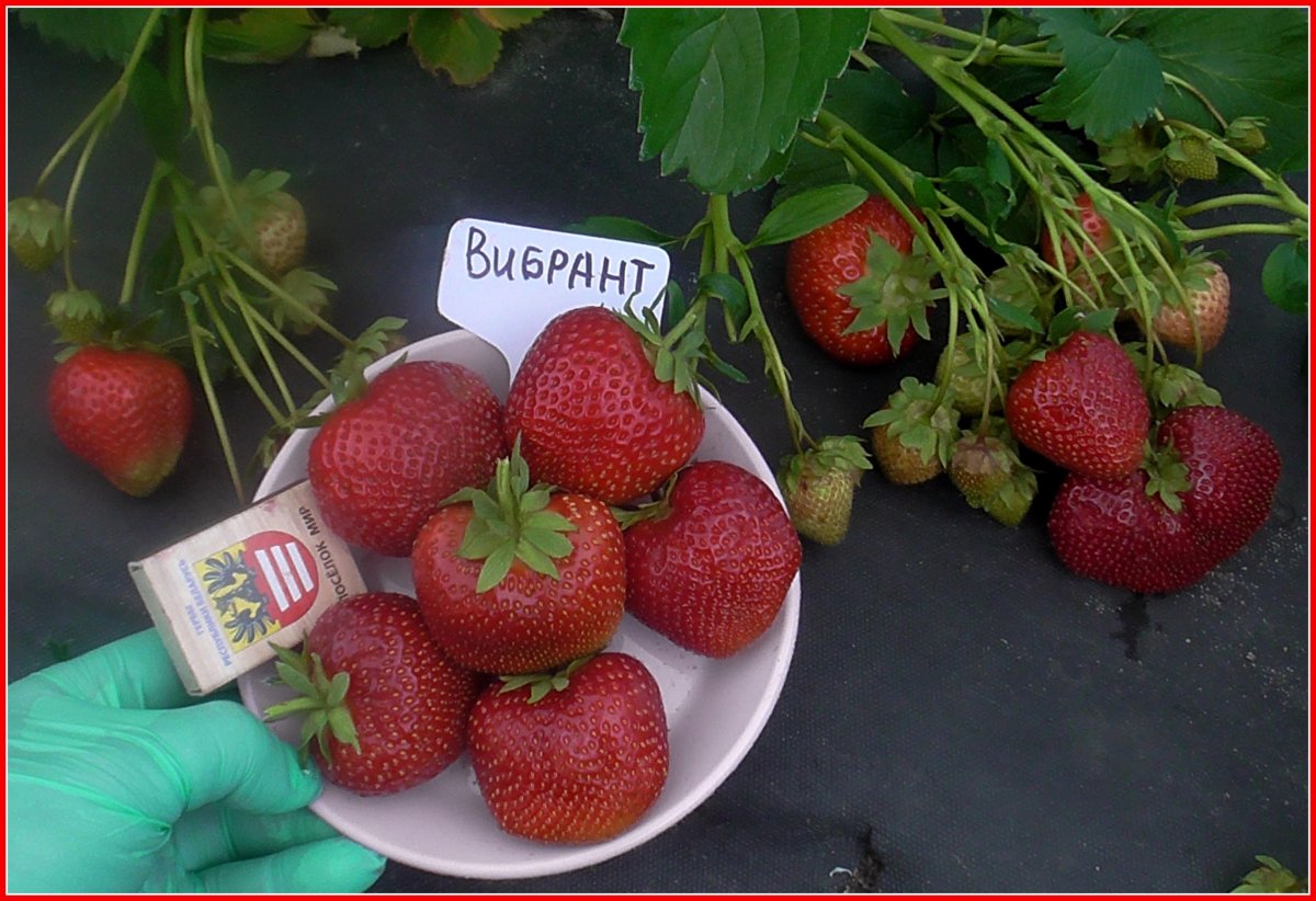 Клубника Extra Berry