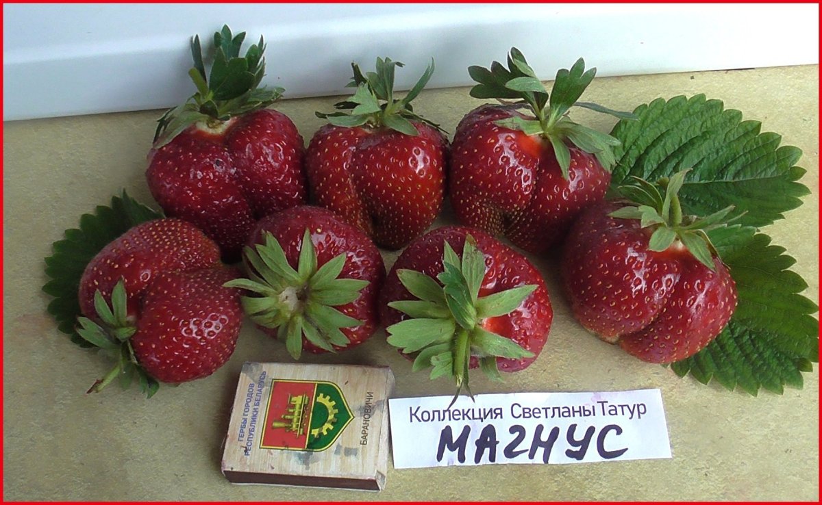 Клубника Диамант
