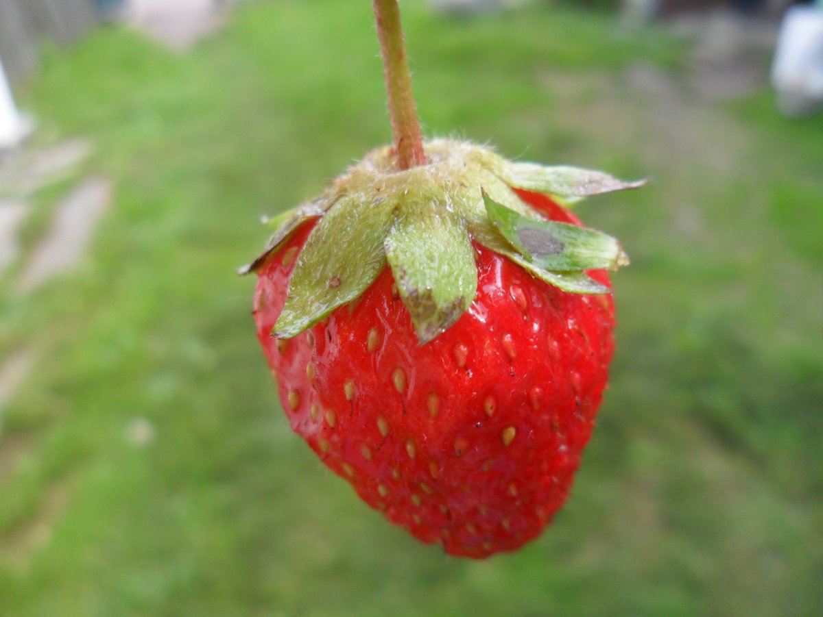 Клубника царица