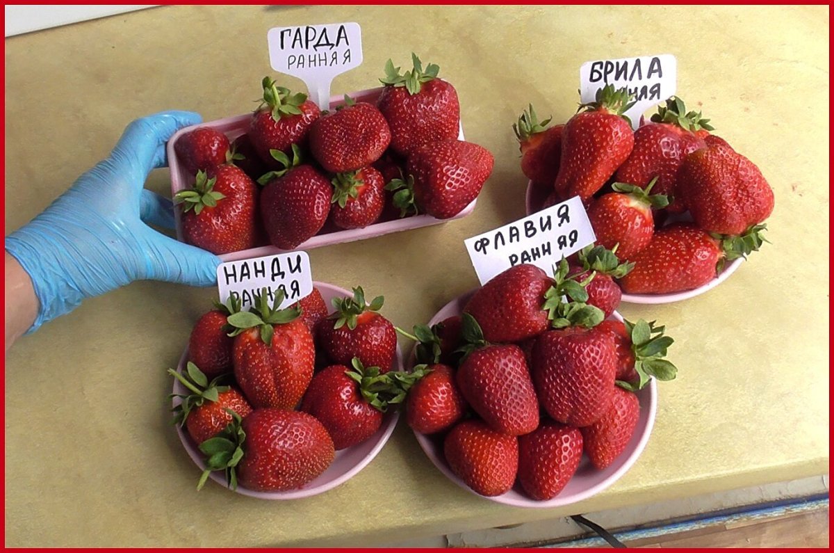 Много земляники