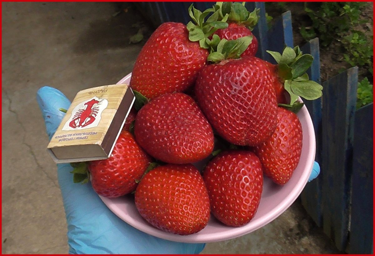 Сорт клубники Элина