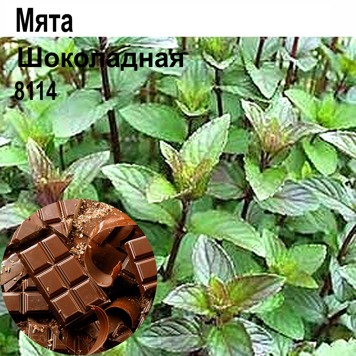 Живой шоколад