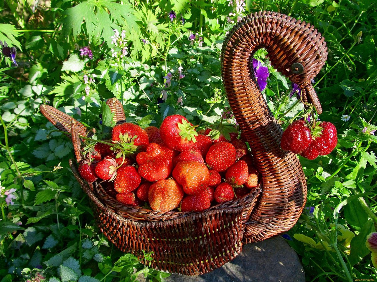 Клубника Кокос
