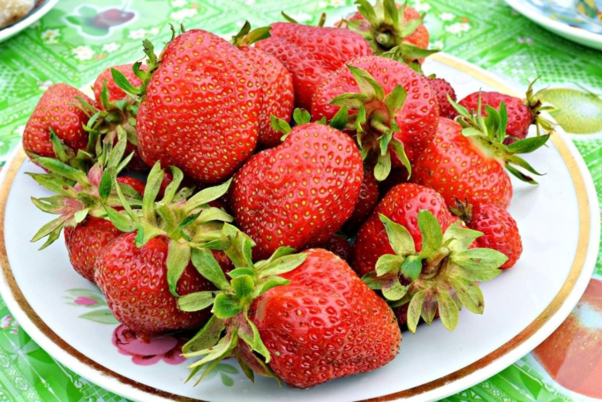 Сорт клубники Азия Клери Сирия