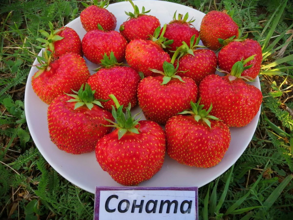 Объёмная клубника лето