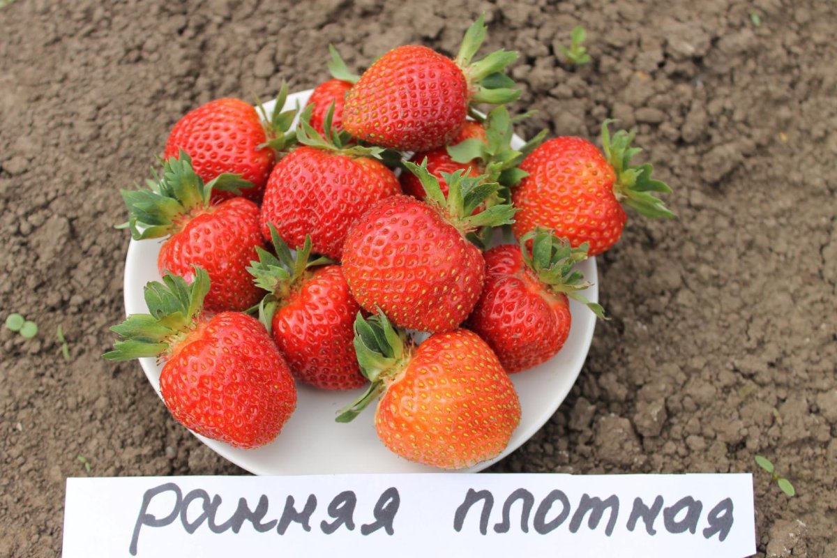 Клубника Дукат