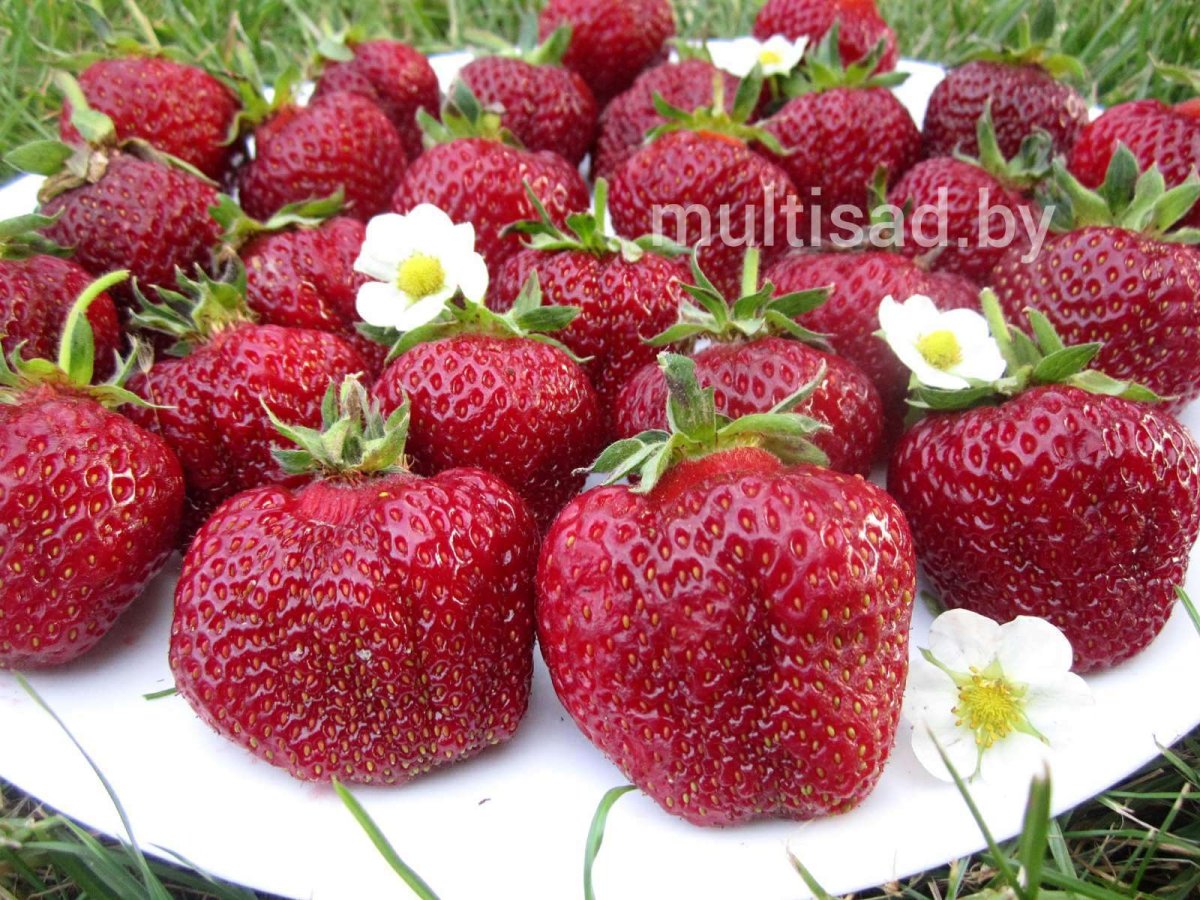Сорт земляники Кабрилло