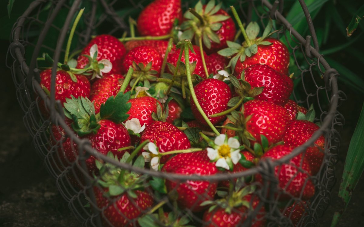 Клубника Manon des Fraises