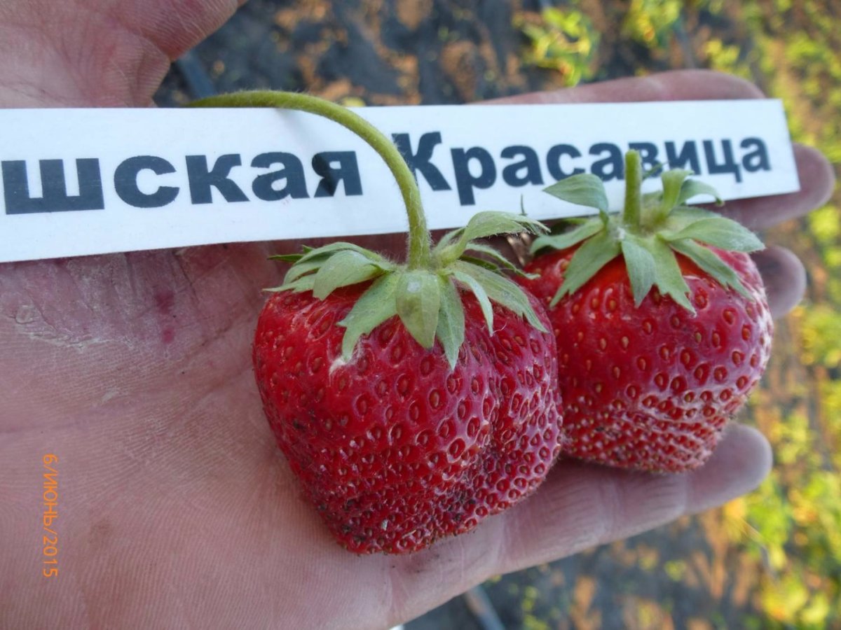Сорт клубники красавица