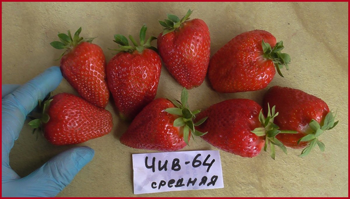 Гала чив сорт клубника