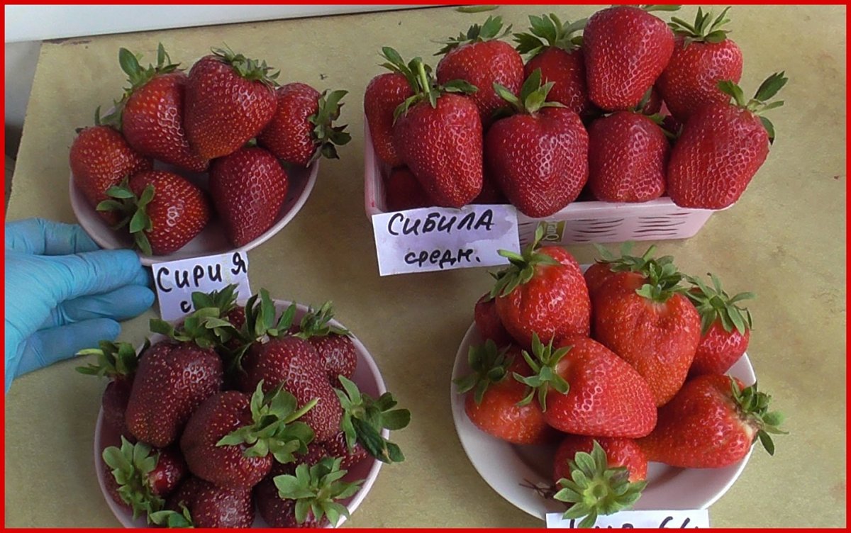 Объёмная клубника лето