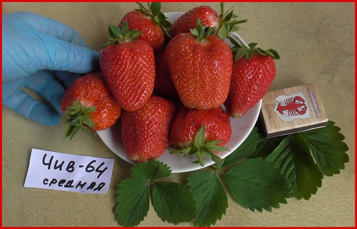 Клубника Аня