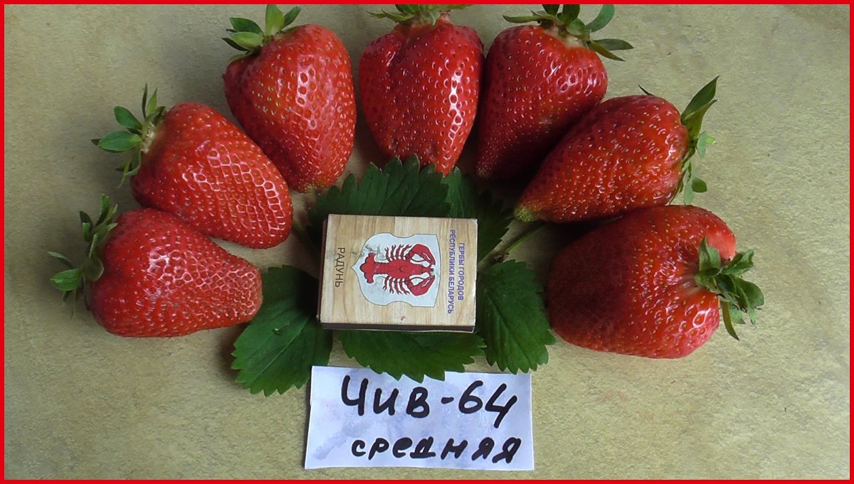 Сорт клубники чив 64