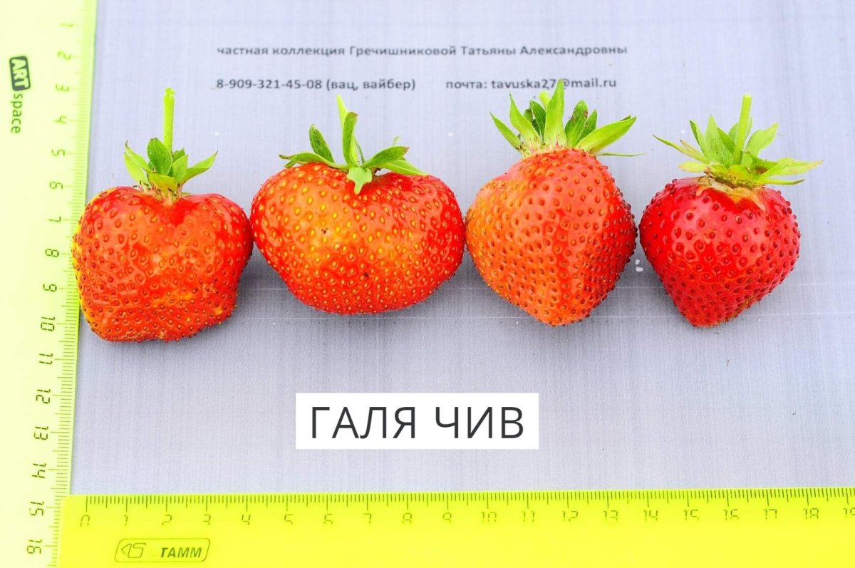 Клубника сорт Адрия