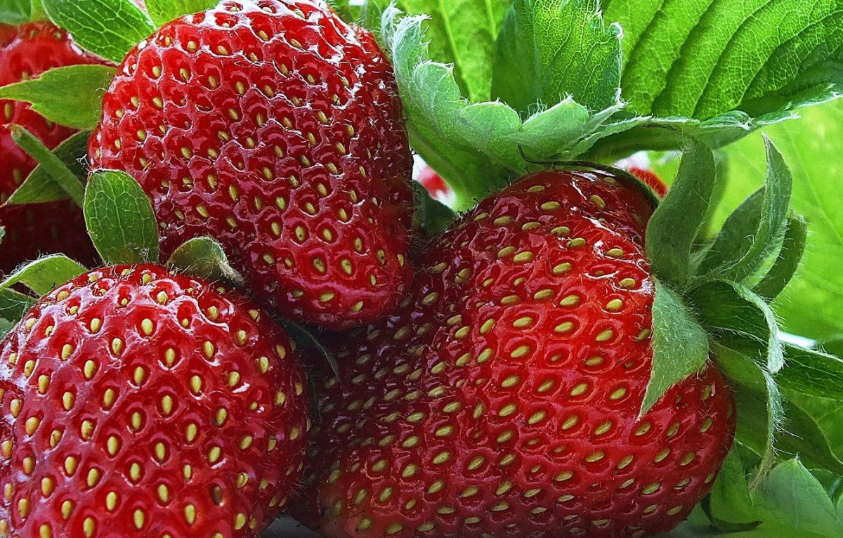 Светлана Татур саженцы клубники каталог