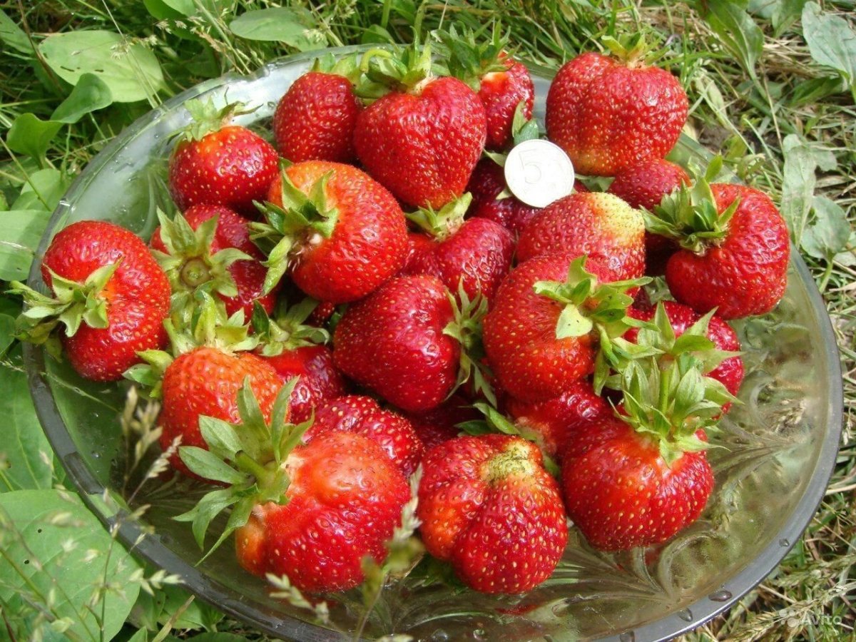 Клубника в руках