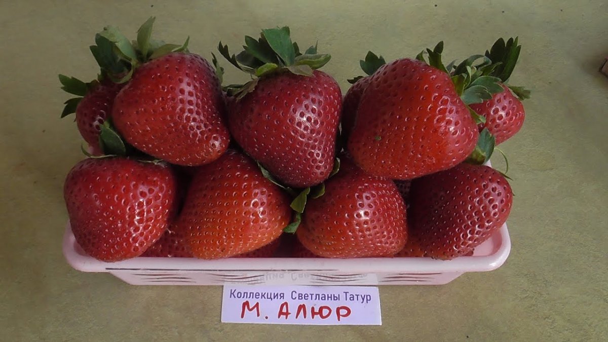 Земляника Садовая Деройял