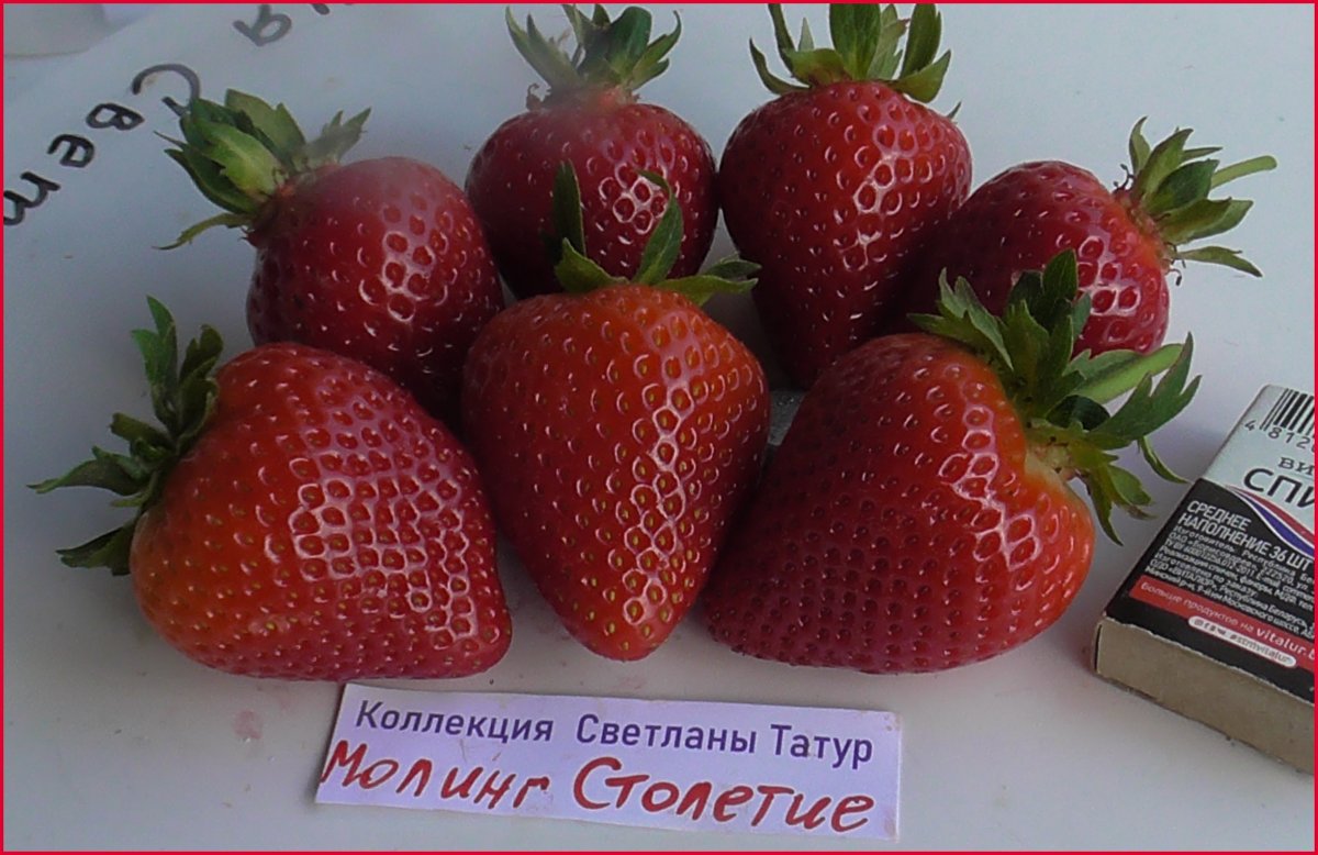 Земляника Моллинг столетие