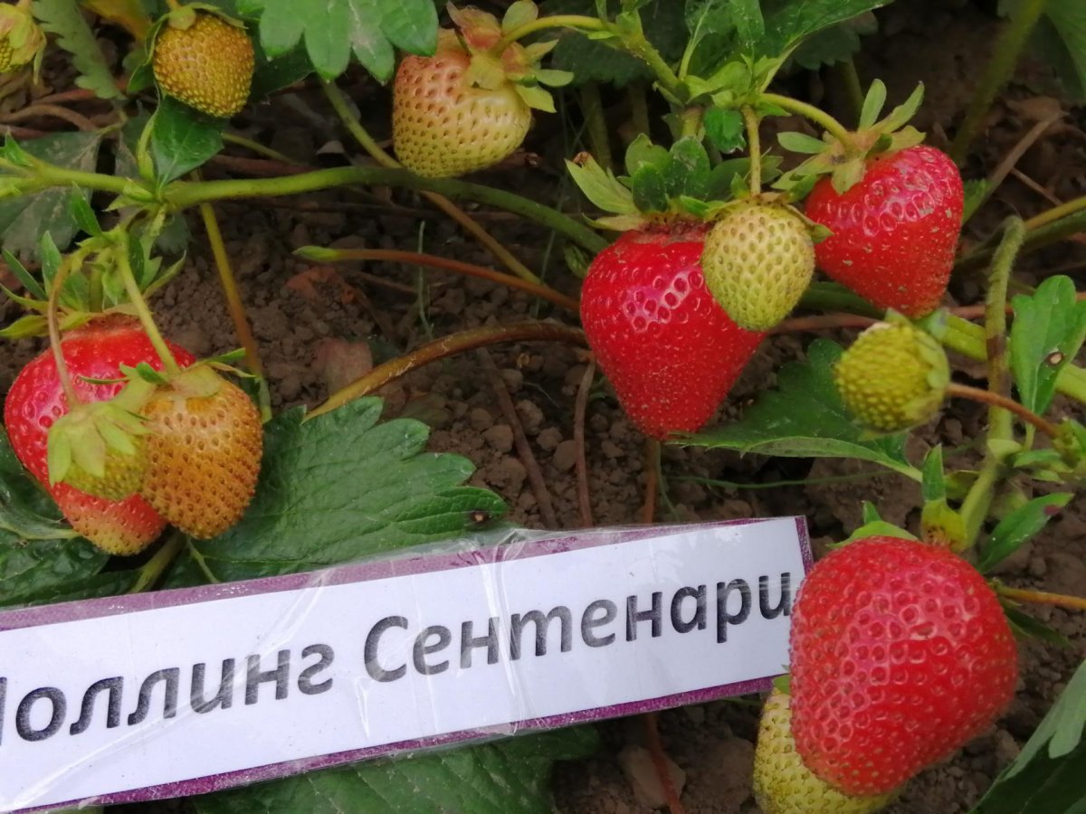 Клубника обои