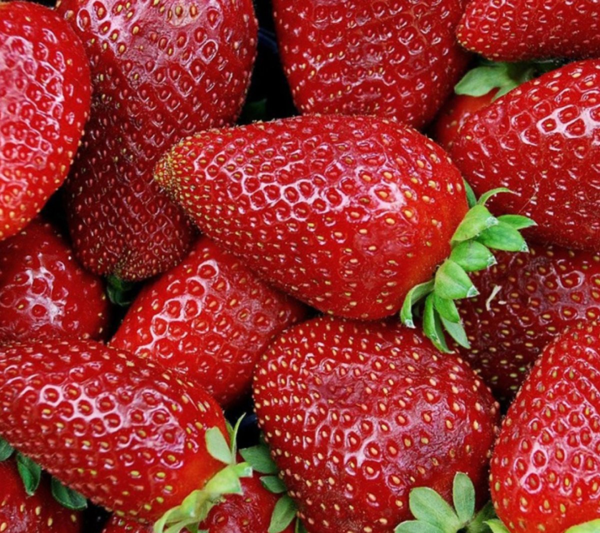 Клубника Extra Berry
