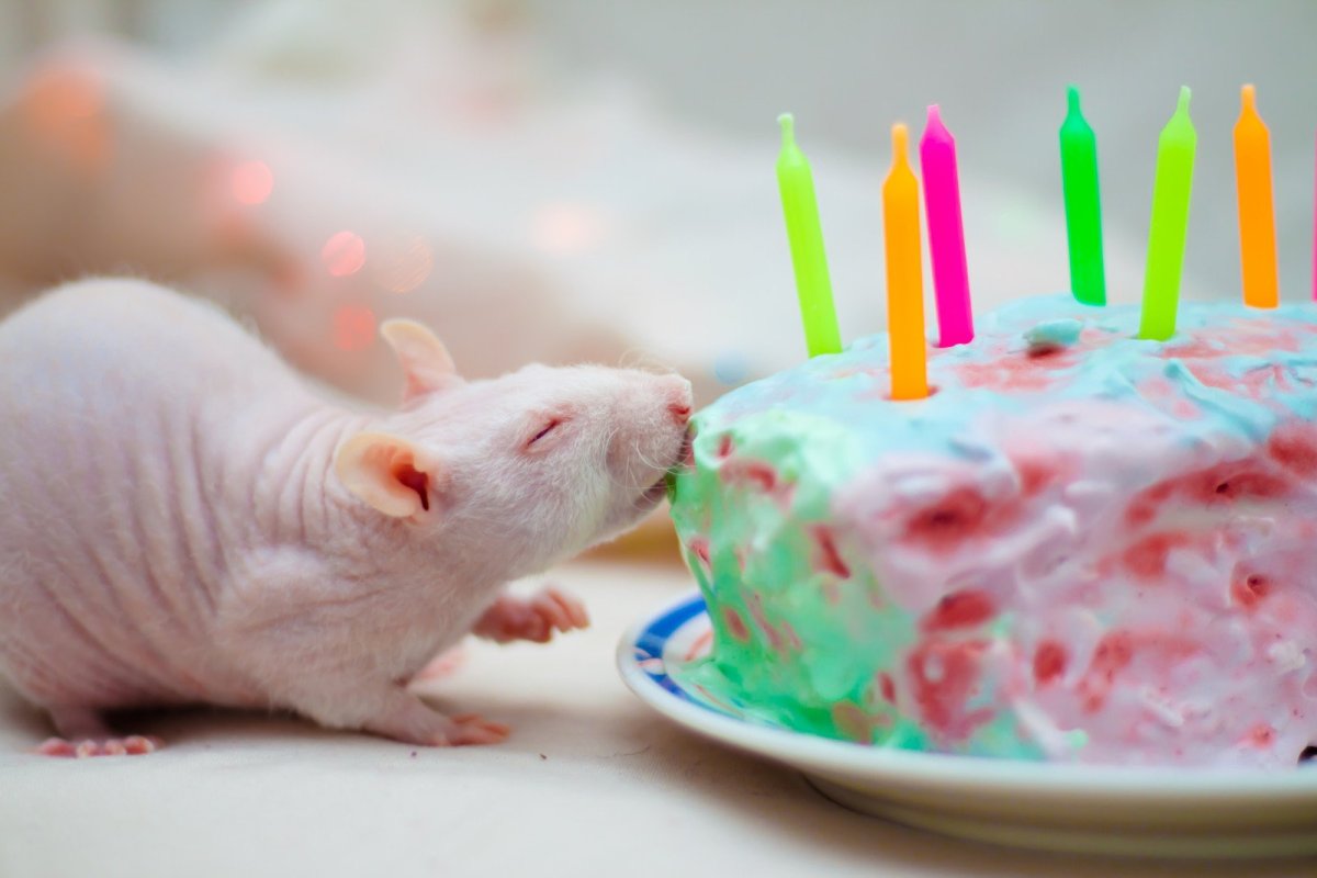 Торт в виде крысы