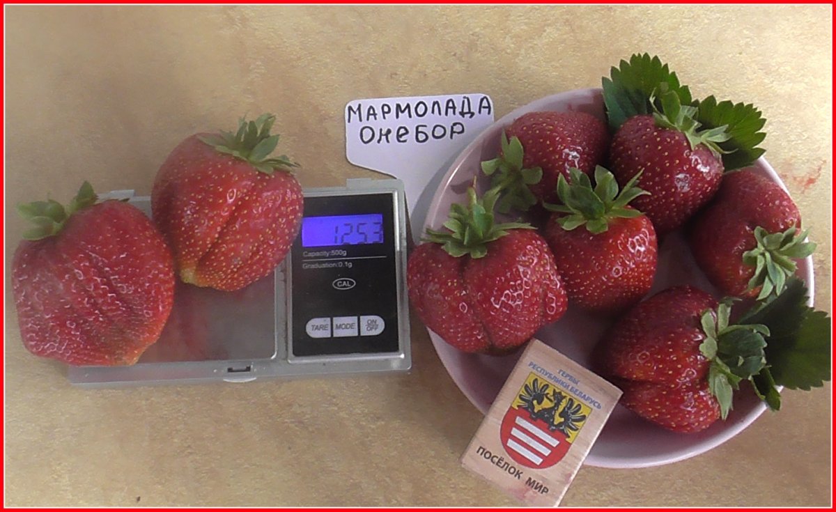 Клубника сорт Мармолада