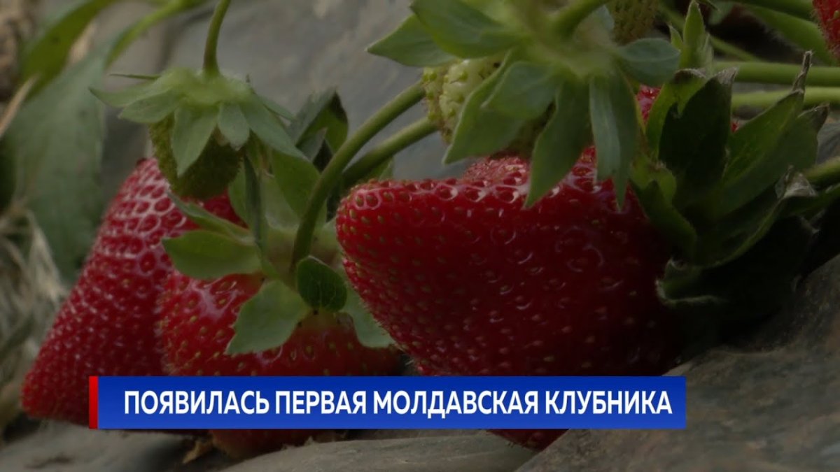 Земляника Императрица